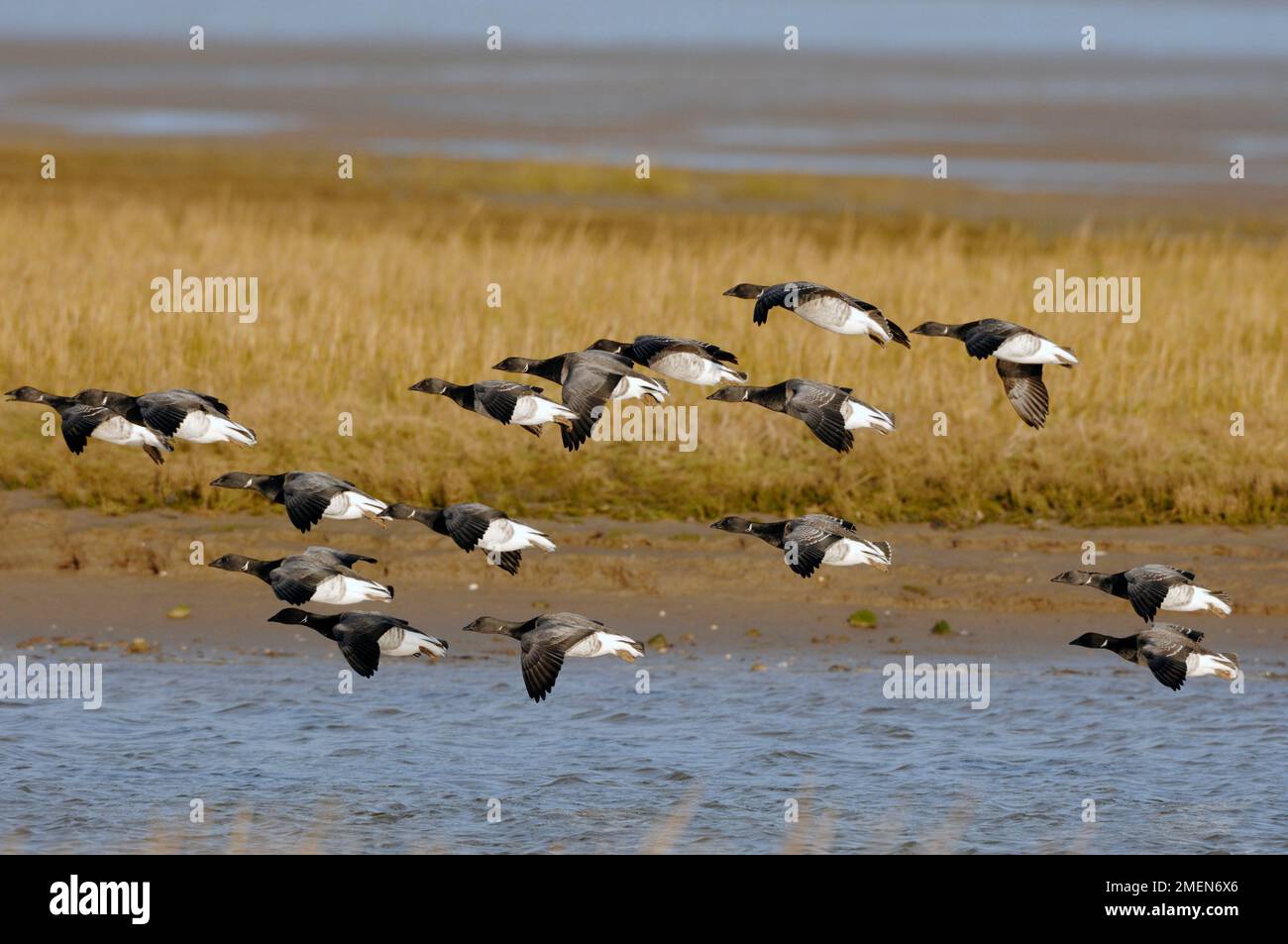 Pale-bellied Brent Geese (Branta bernicla hrota) over wintering ...