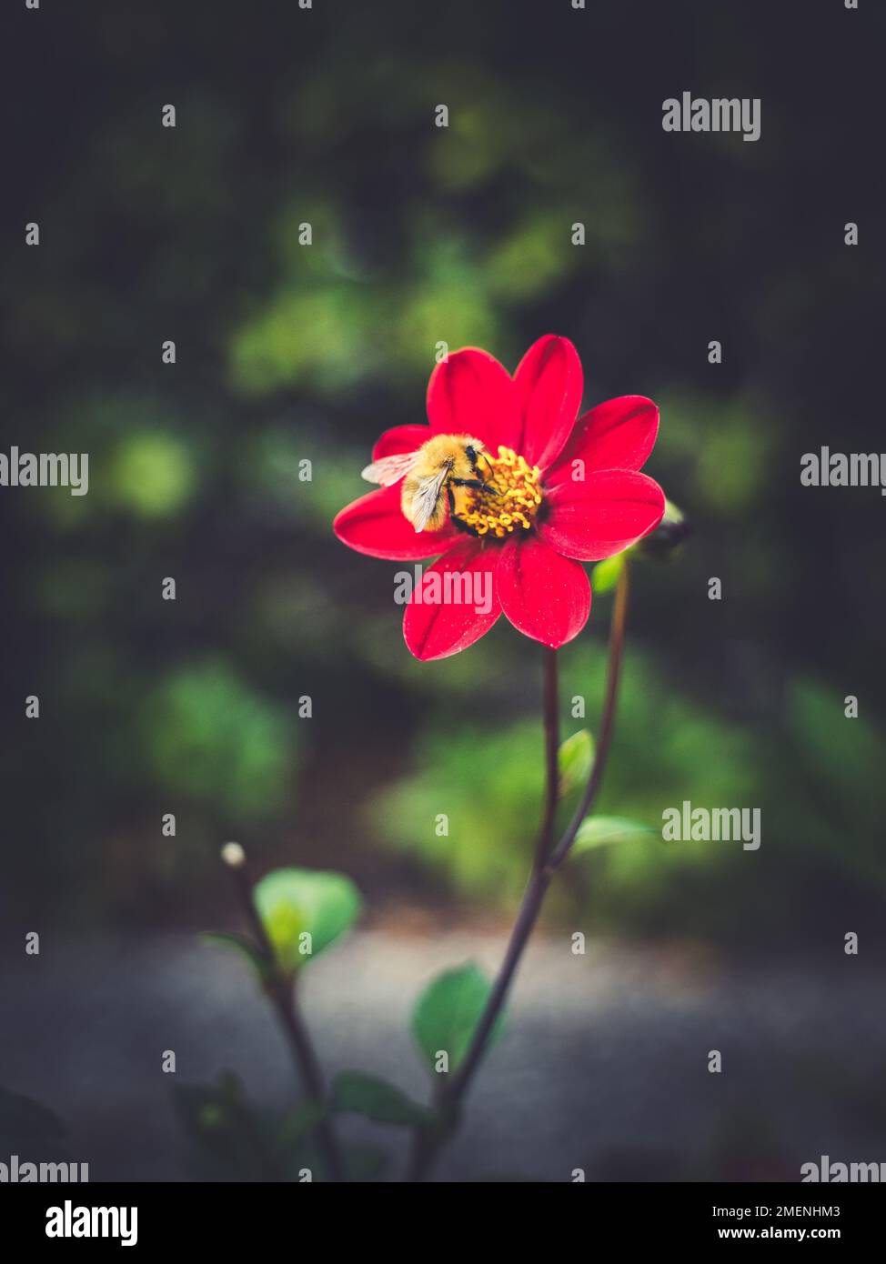 Artistic vertical photo of a bee on a red flower 'Dahlia Variabilis Liliput Red' Stock Photo