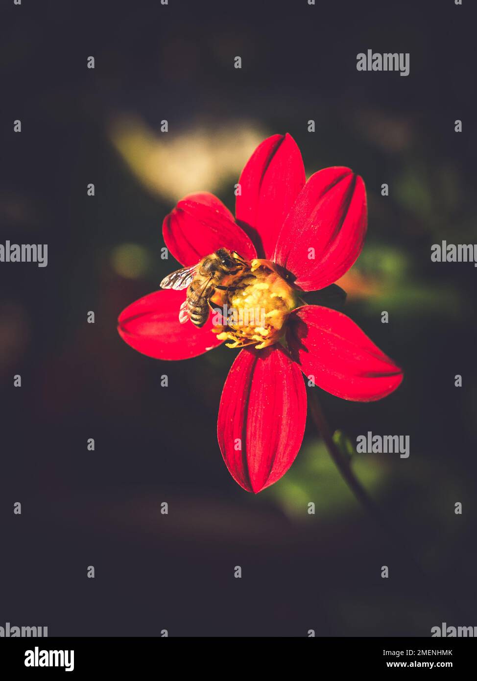 Artistic vertical photo of a bee on a red flower 'Dahlia Variabilis Liliput Red' Stock Photo