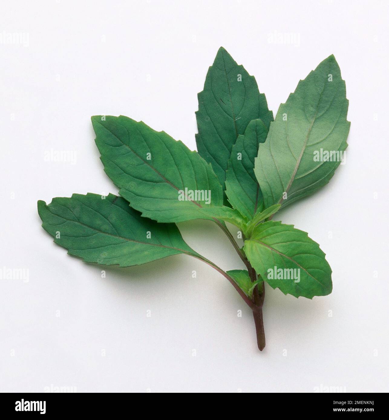 Anise Basil: A stalk of basil with seven leaves which have strong veins running through them. Stock Photo