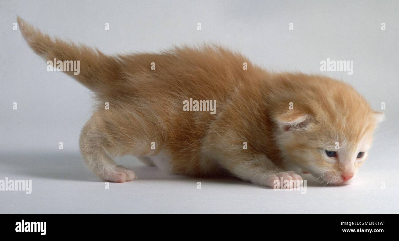 Two week old ginger kitten sniffing the floor Stock Photo Alamy