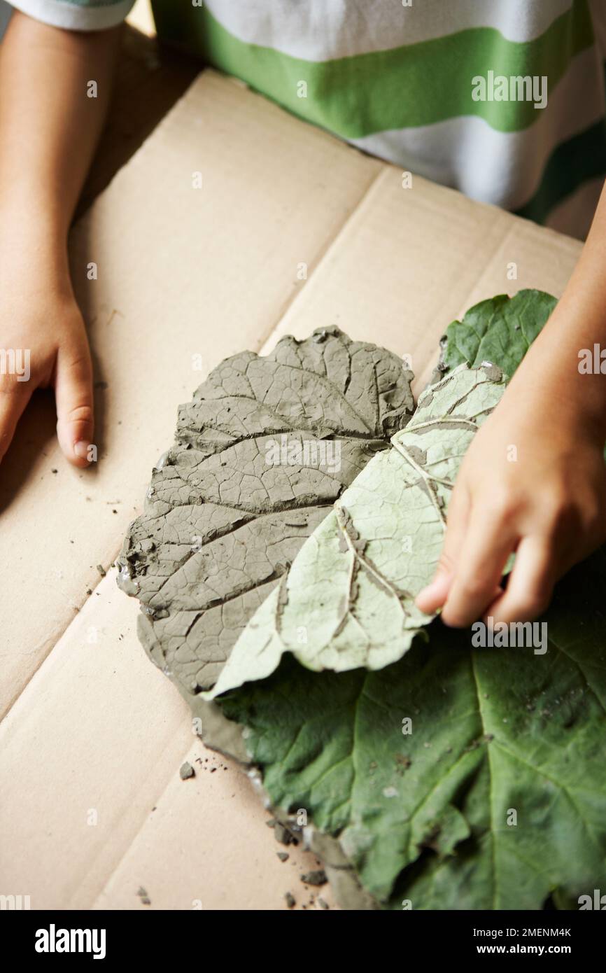 removing rhubarb leaf from cement stepping stone Stock Photo Alamy