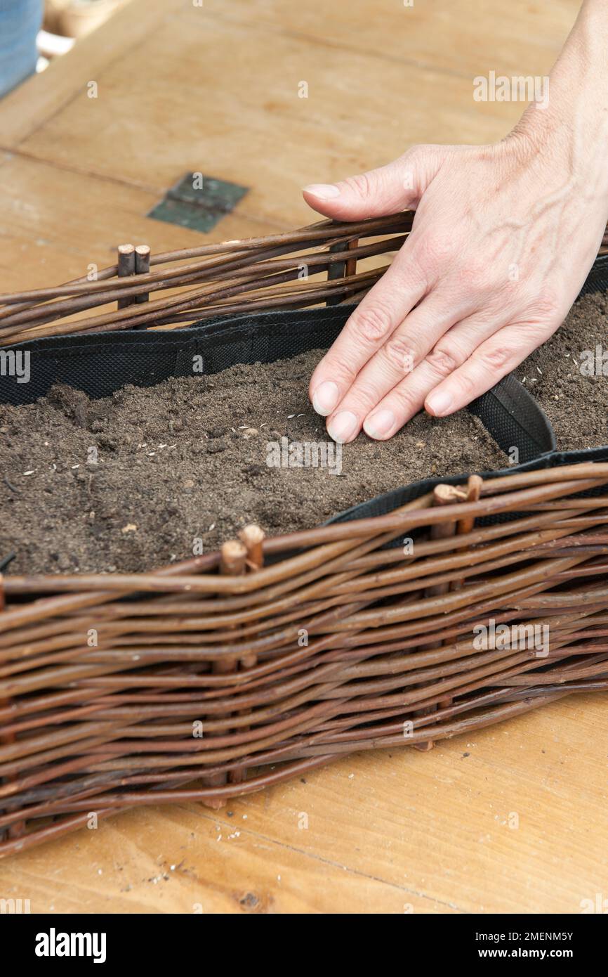 Covering lettuce seeds in willow weave window box Stock Photo