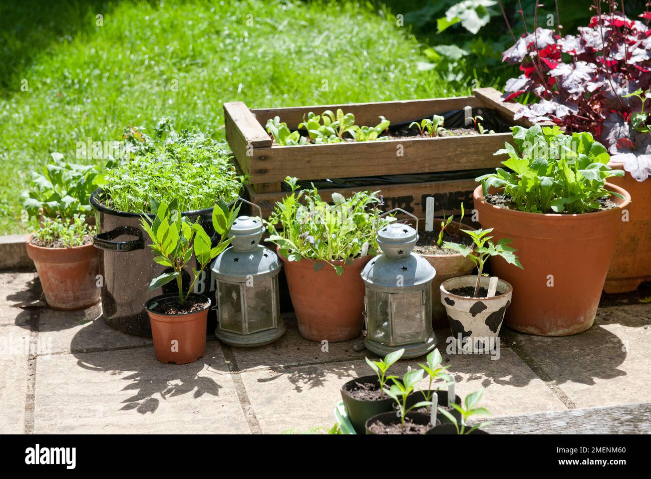 Mixed herbs and vegetable plants growing in containers on a patio Stock
