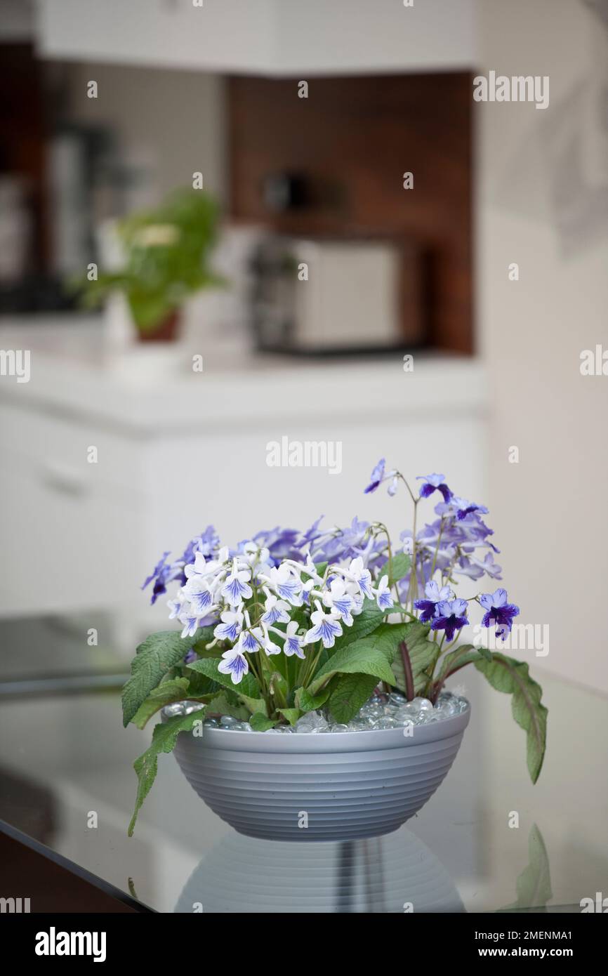 White and purple Streptocarpus Gwen and purple Katie in a silver plastic container with a glass bead mulch in a contemporary home. Stock Photo