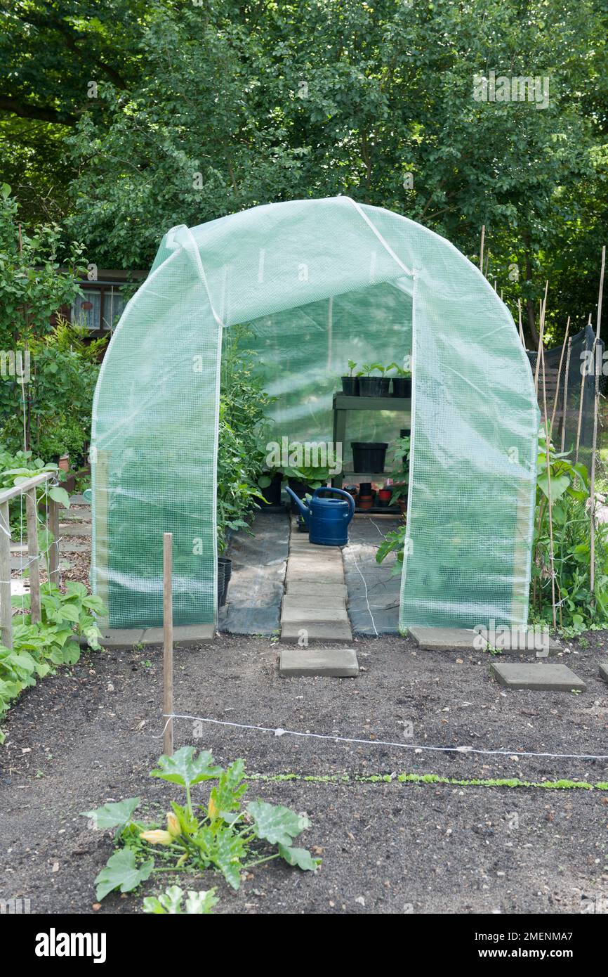 vegetables gardening allotment polytunnel, allotment, undercover, crops ...