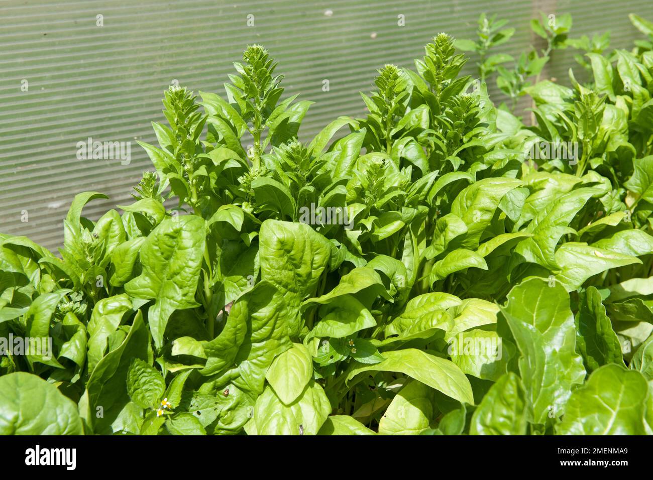 spinach, leaf crop, bolting, run to seed Stock Photo Alamy