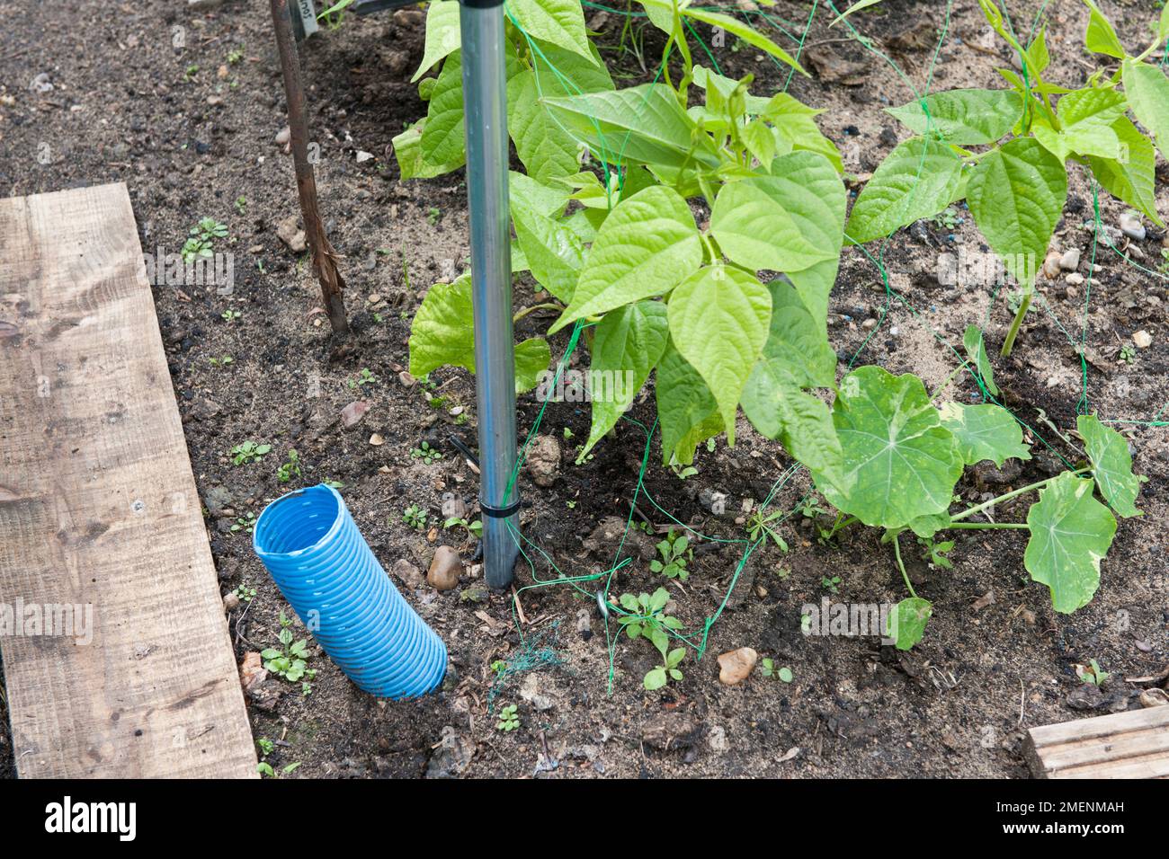 water conservation, water pipe, runner beans, directing water to the