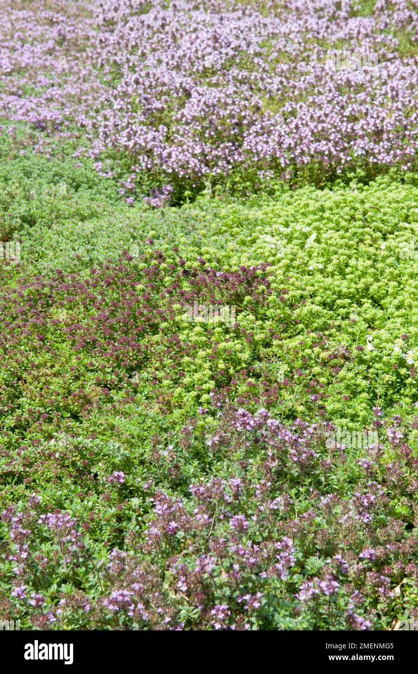 Colourful groundcover thyme growing as a lawn Stock Photo Alamy