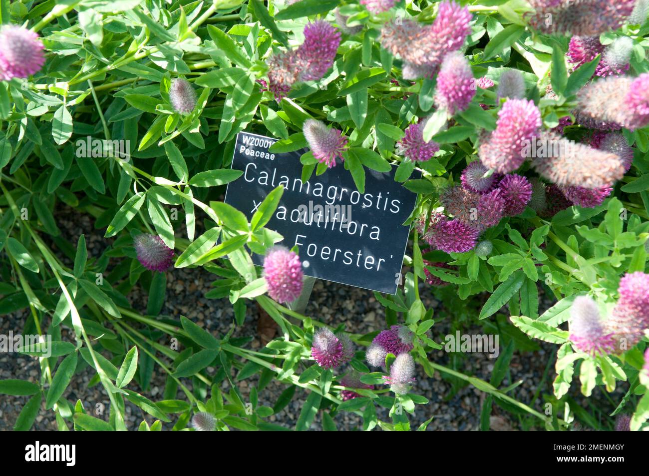Calamagrostis x acutiflora 'Karl Foerster' (Feather Reed Grass) sign and Trifolium rubens (Red Feather Clover) Stock Photo
