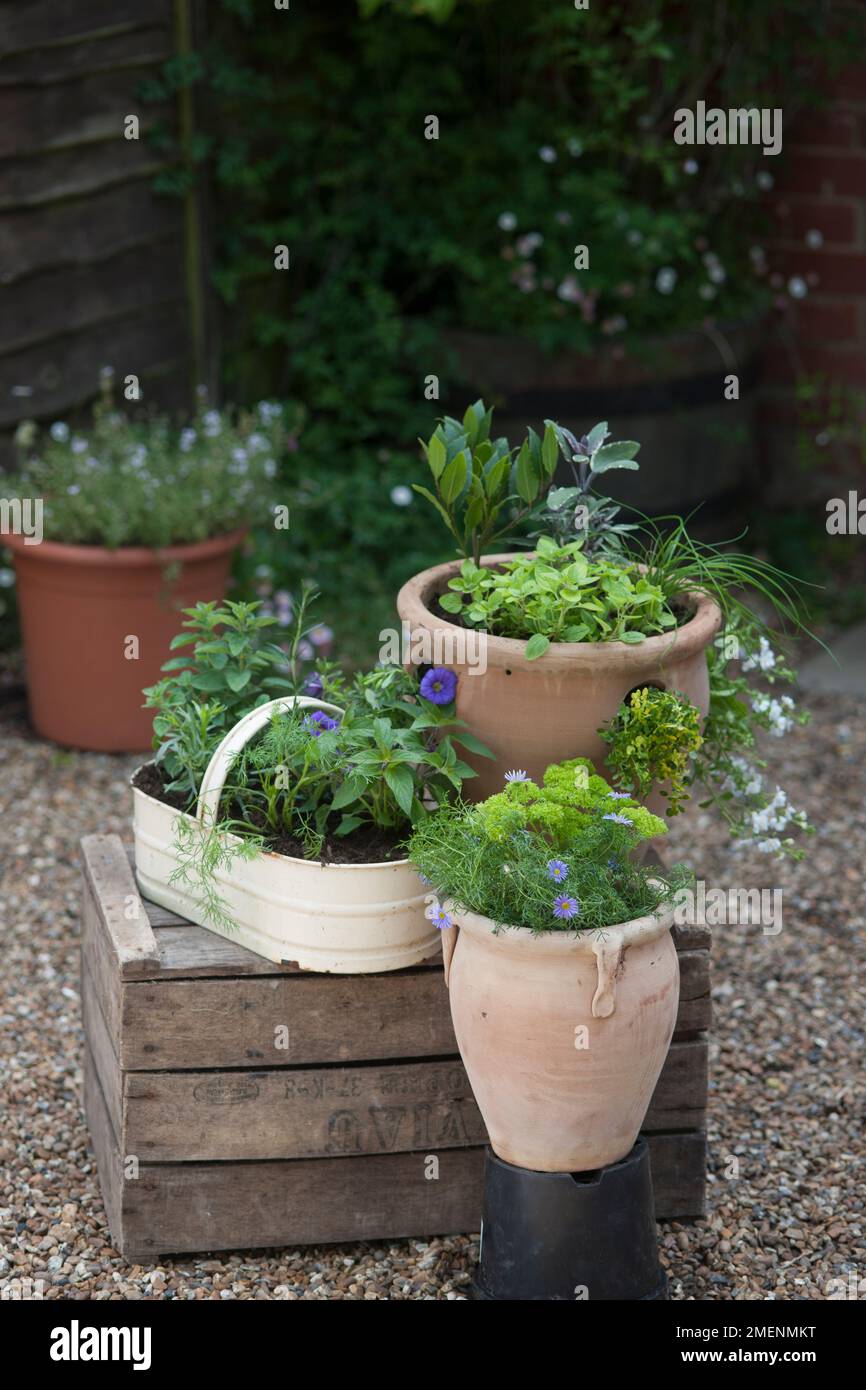 Mixed herbs and flowers in a collection of terracotta pots and tin trug