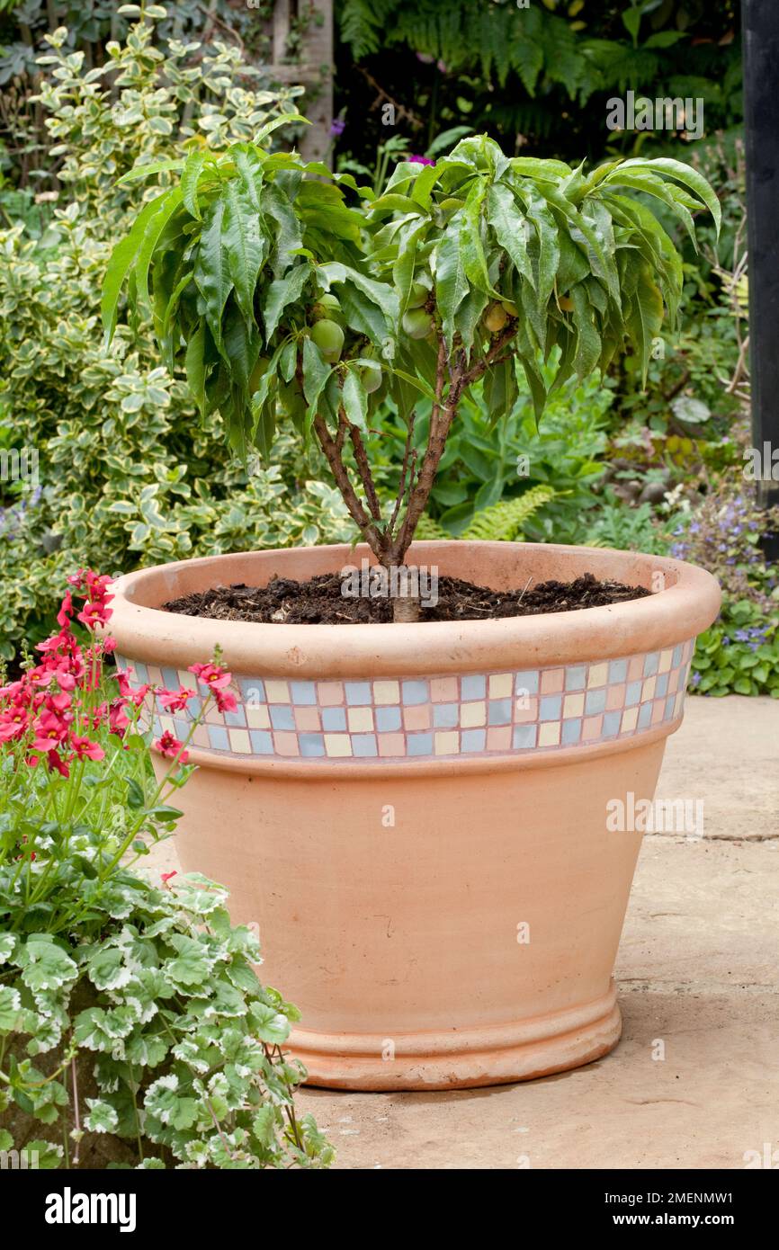 Dwarf peach tree in terracotta pot on a patio stock photo alamy