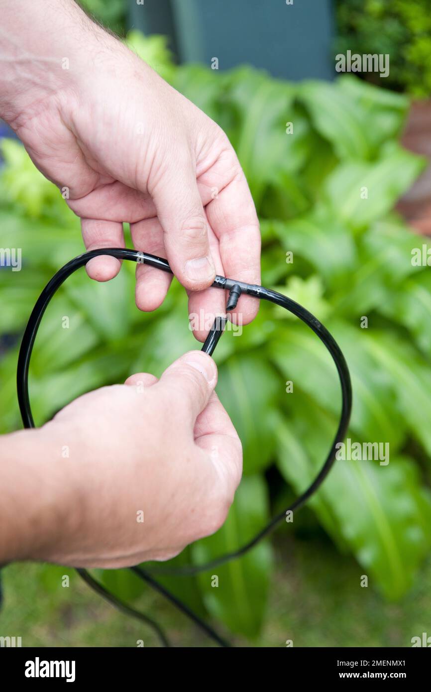 Setting up a plant watering system Stock Photo Alamy