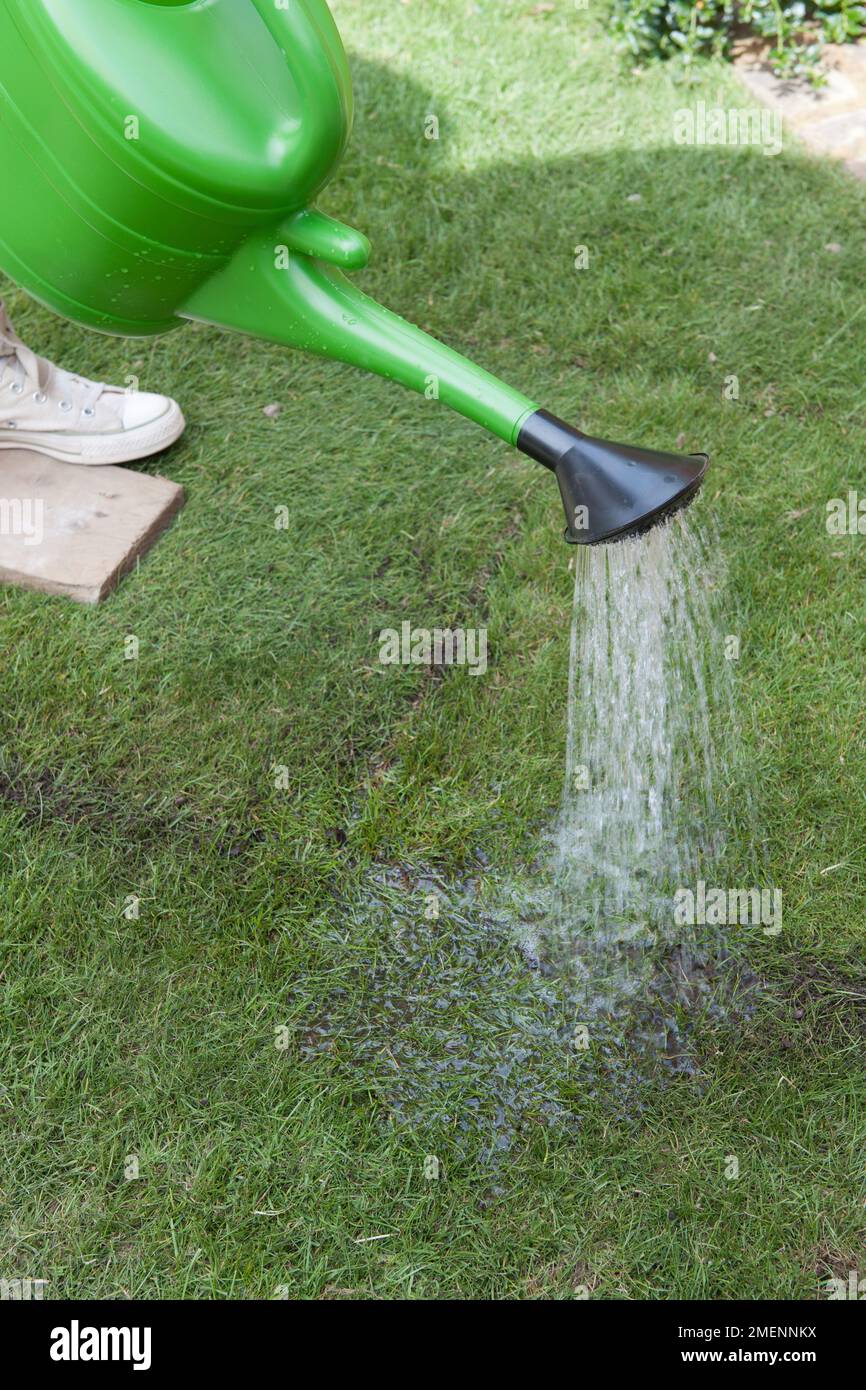 Watering new turf using a watering can Stock Photo Alamy