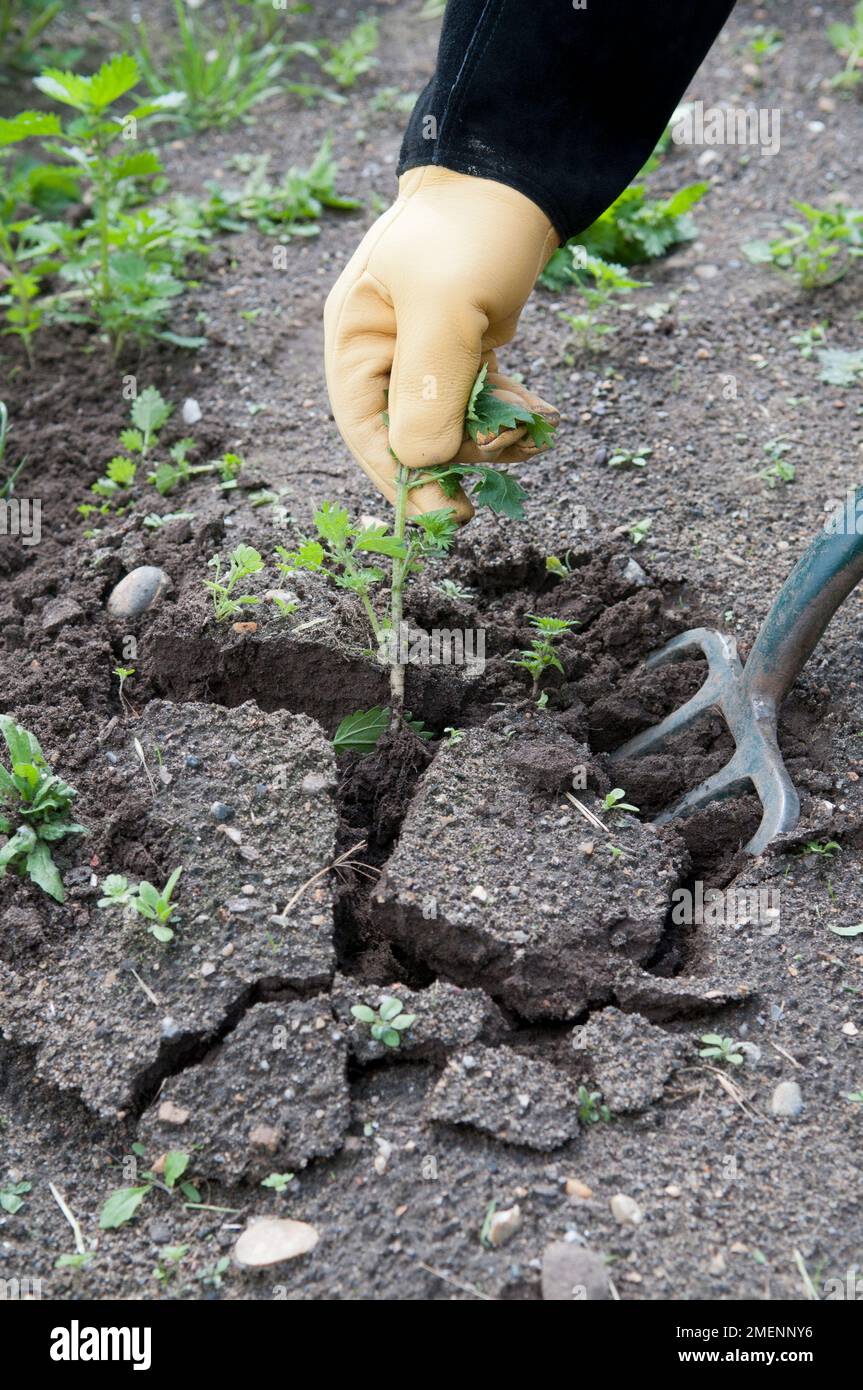 Pulling weeds in the garden hi-res stock photography and images - Alamy