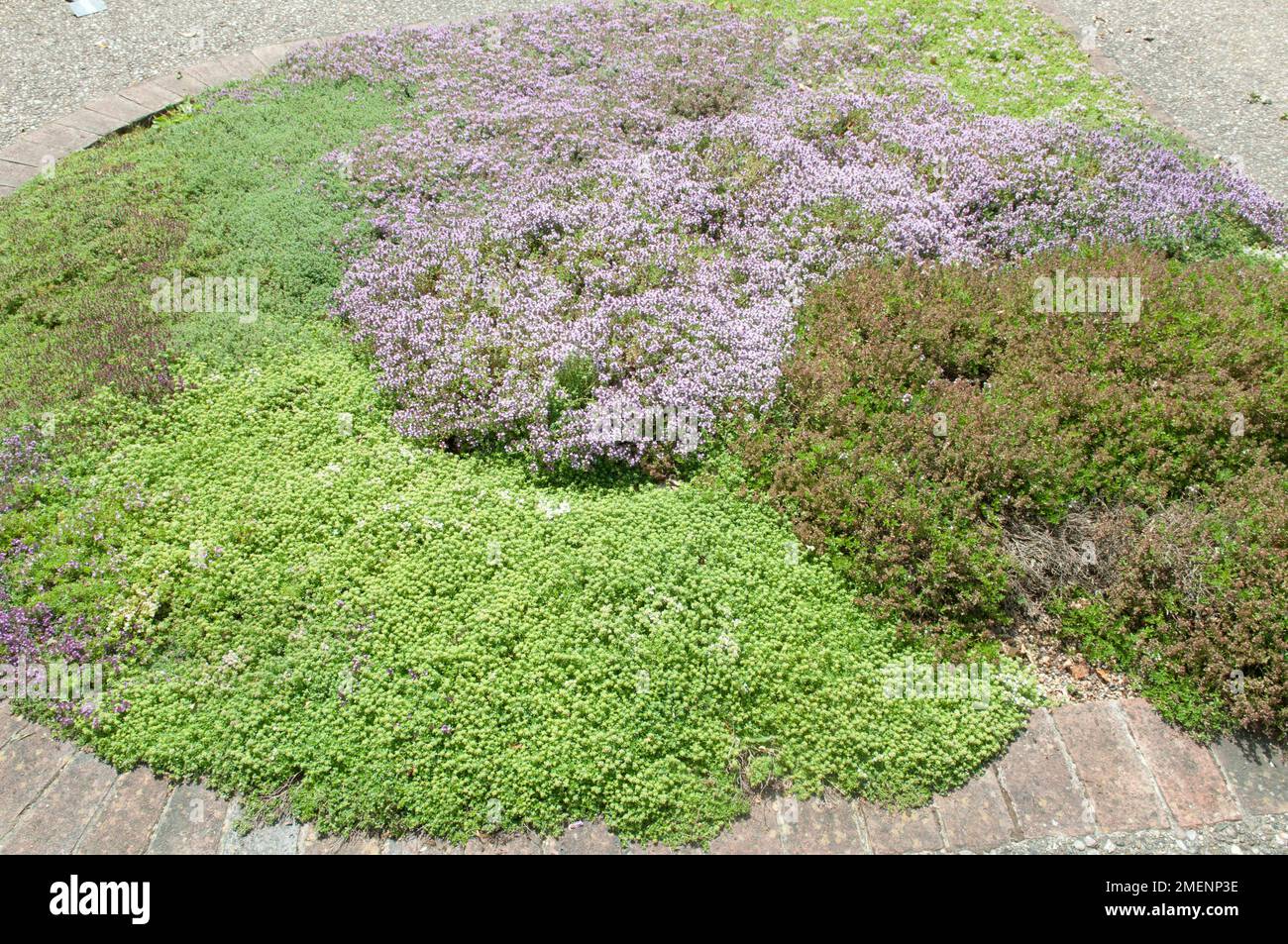 Colourful groundcover thyme growing as a lawn feature in the centre of