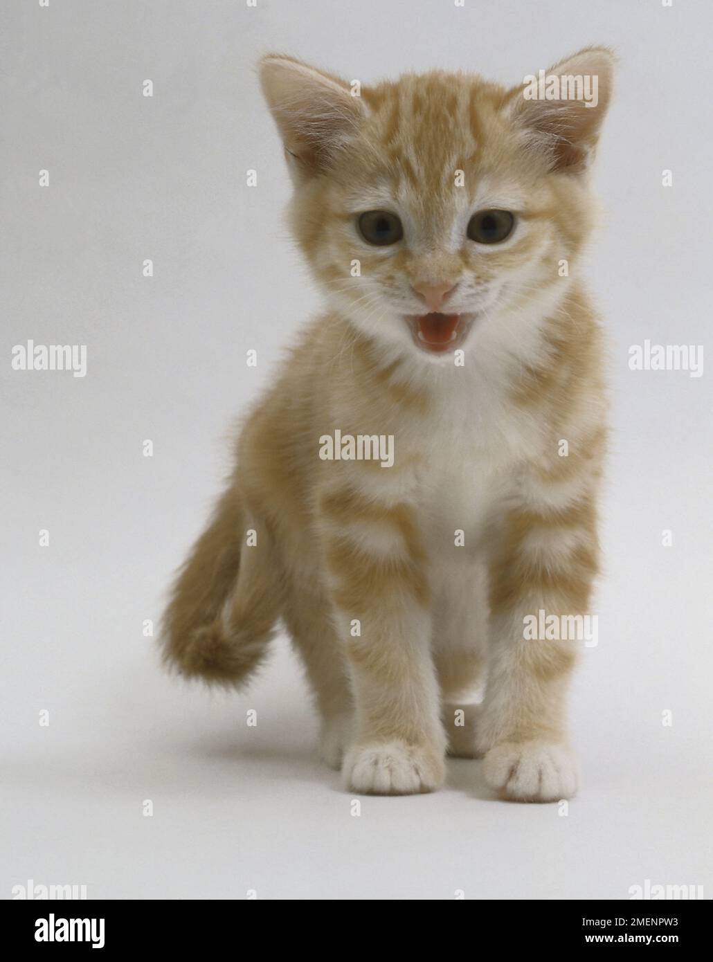 Eight week old kitten meowing Stock Photo Alamy