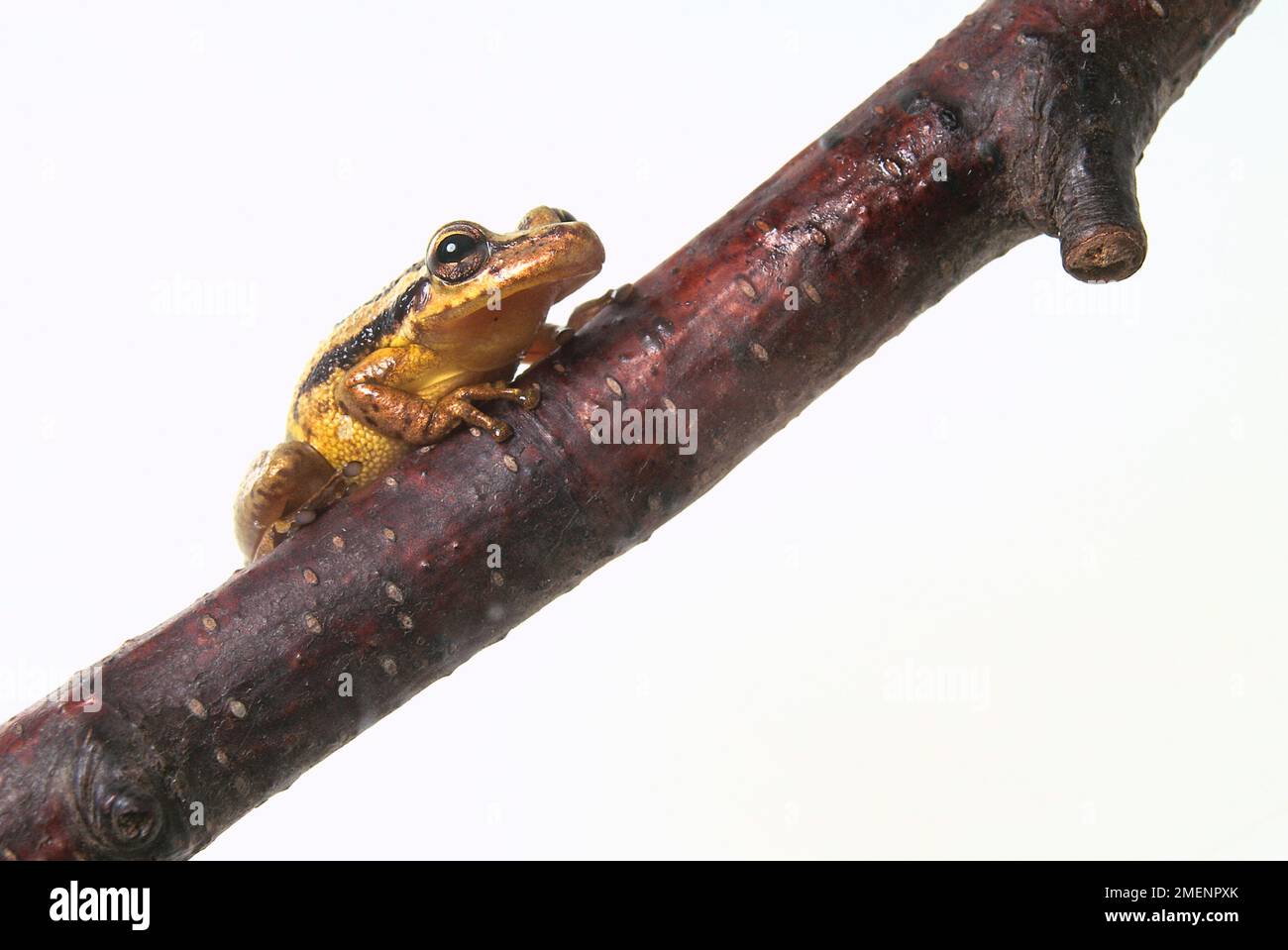 Front view of Banana Tree Frog sitting on branch Stock Photo