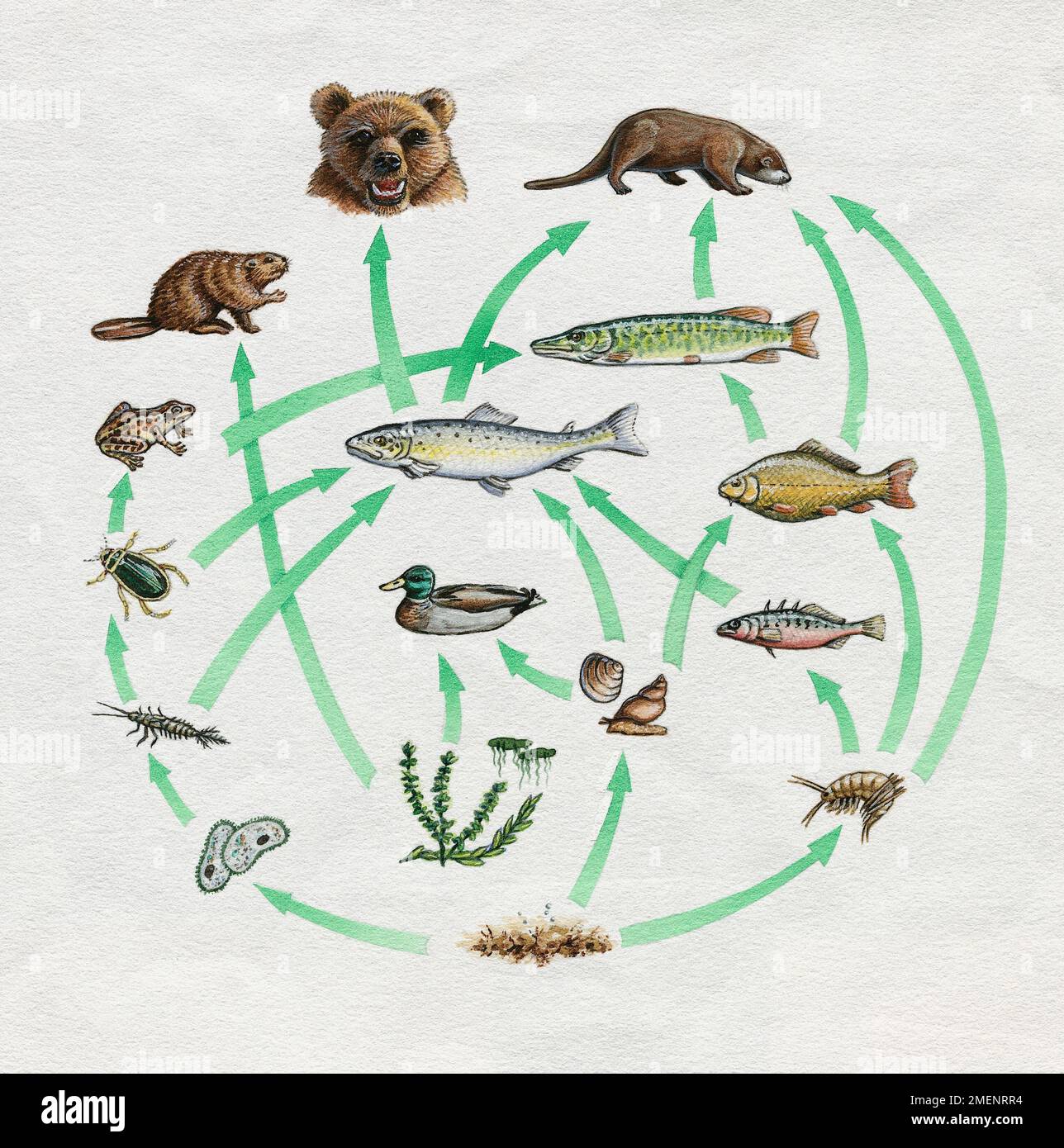 Animal Food Chain Stock Photo Alamy