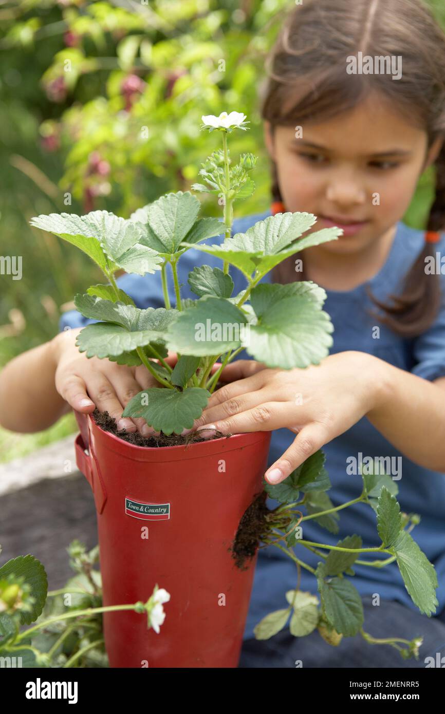 strawberry, young girl planting strawberry plant in top of welly Stock Photo
