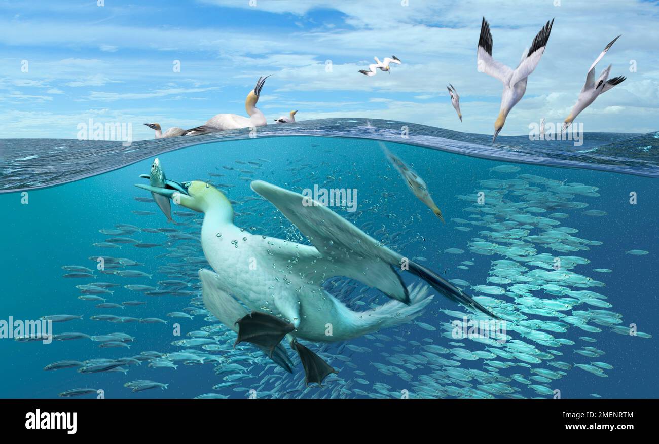 Digital illustration of Gannets diving for fish and carrying in mouth Stock Photo