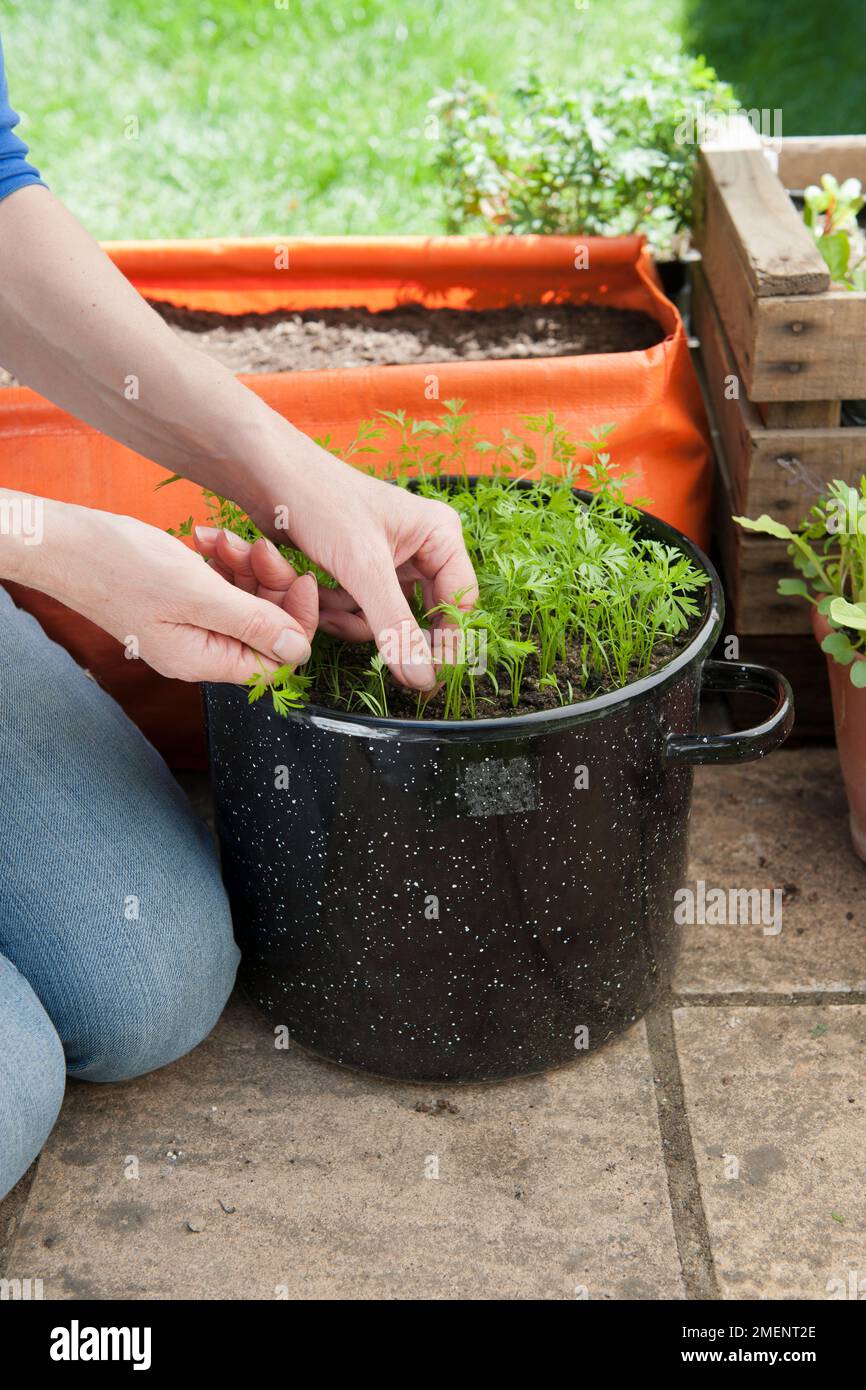 Thinning carrot seedlings in a black pot on a patio Stock Photo Alamy