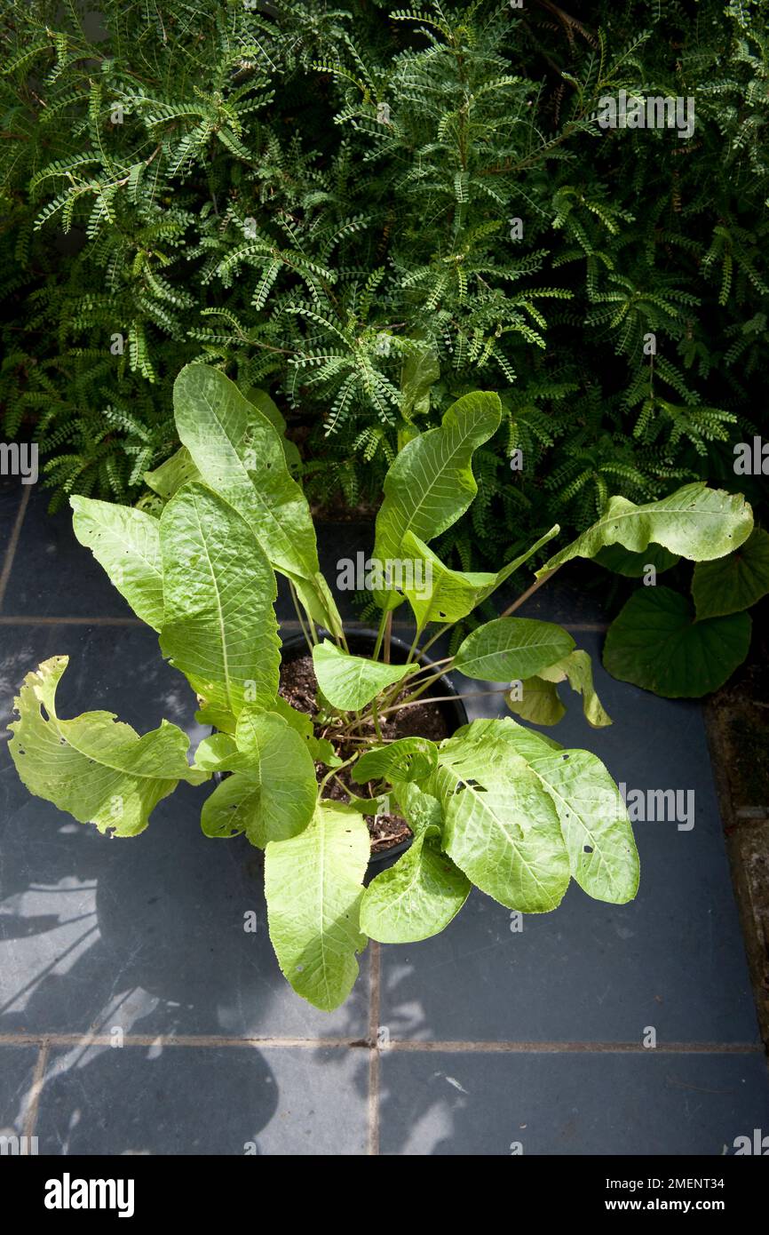 Horseradish in pot on paved patio Stock Photo Alamy