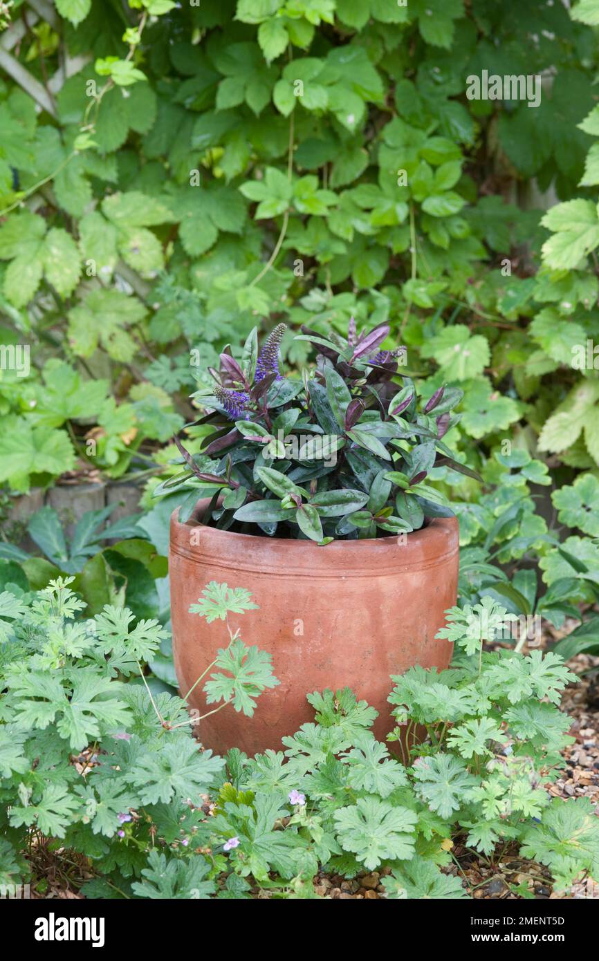 Hebe Johnny Day in terracotta pot among hardy geraniums Stock Photo - Alamy