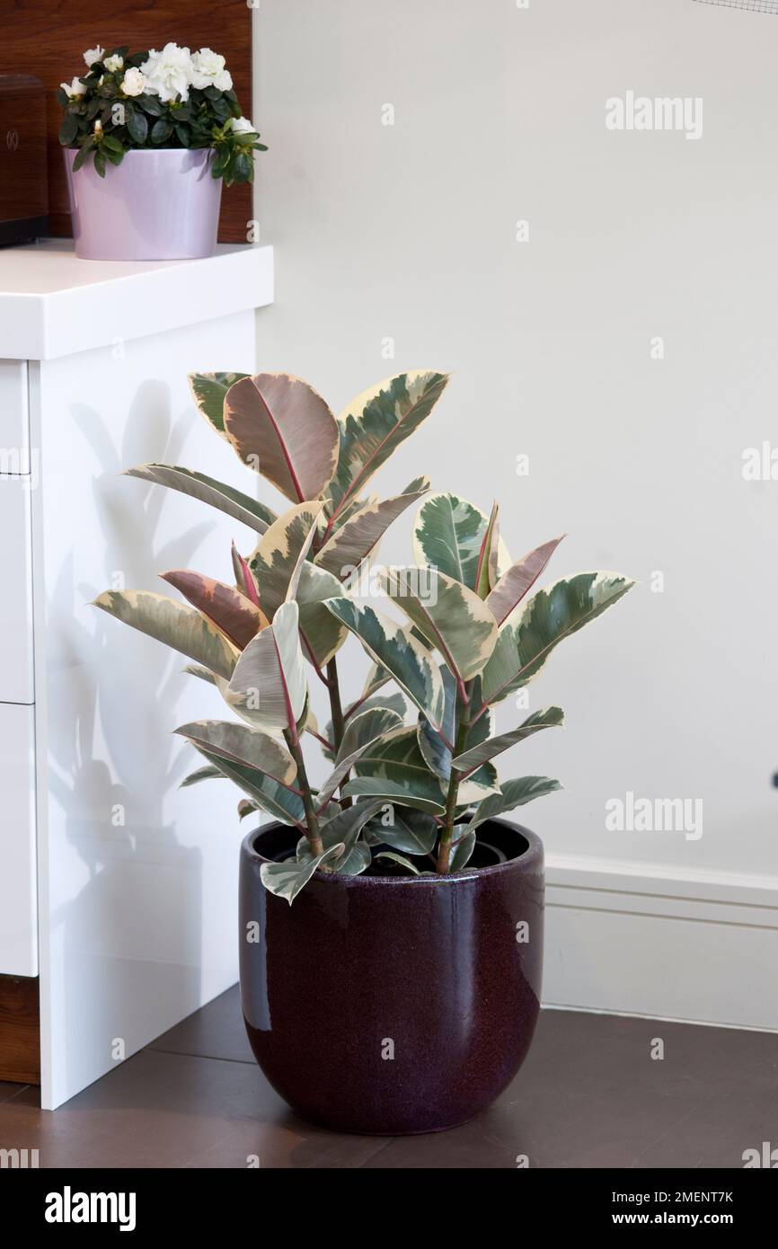 Variegated rubber plant, Ficus elastica 'Tineke' in dark purple glazed container, with white form of azalea, Rhododendron simsii, in pale mauve pot on shelf above Stock Photo