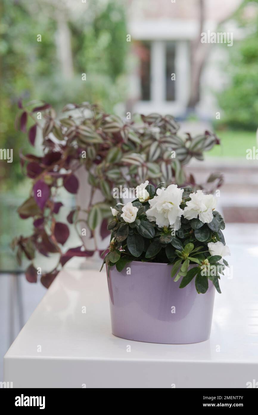 White form of azalea, Rhododendron simsii, in pale mauve glazed pot with Tradescantia zebrina in background. Stock Photo