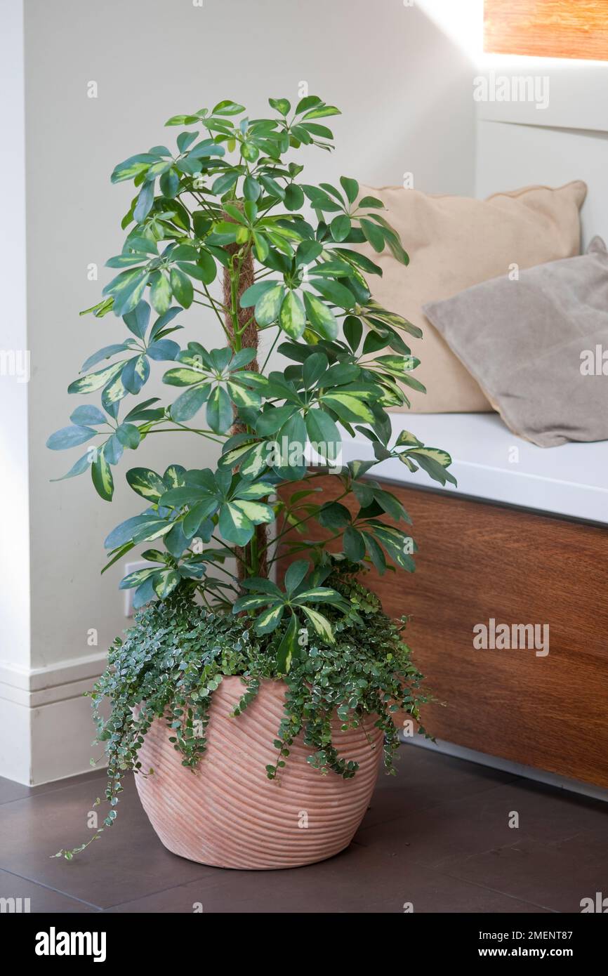 Schefflera arboricola 'Trinette' and Ficus pumila 'Sonny' in terracotta container in contemporary home. Stock Photo