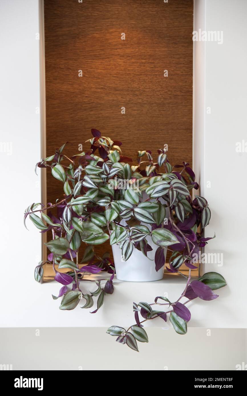 Tradescantia zebrina in white pot on shelf in contemporary home. Stock Photo