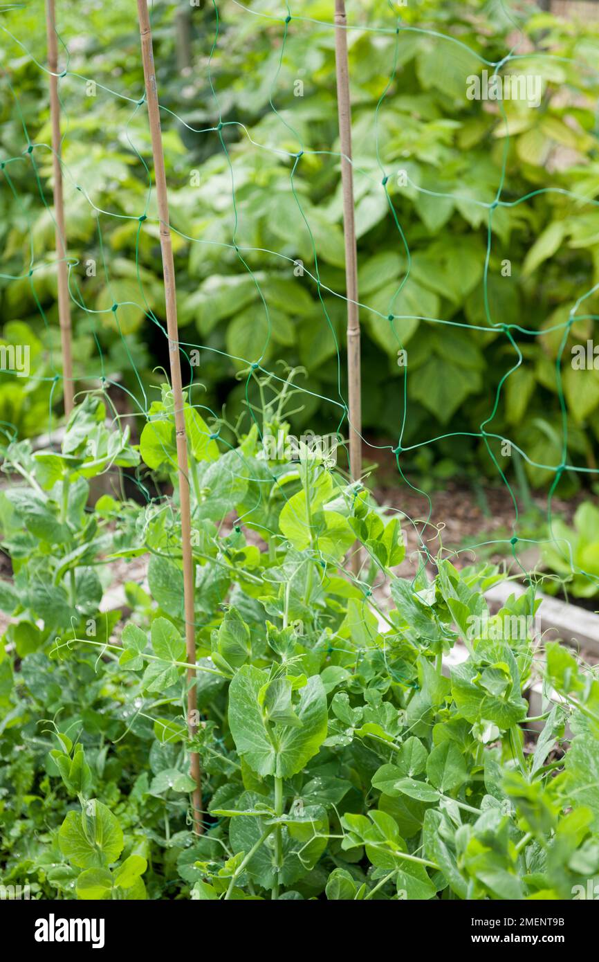 pea seedlings, pea plants, climbing crops, plant support, canes, pea