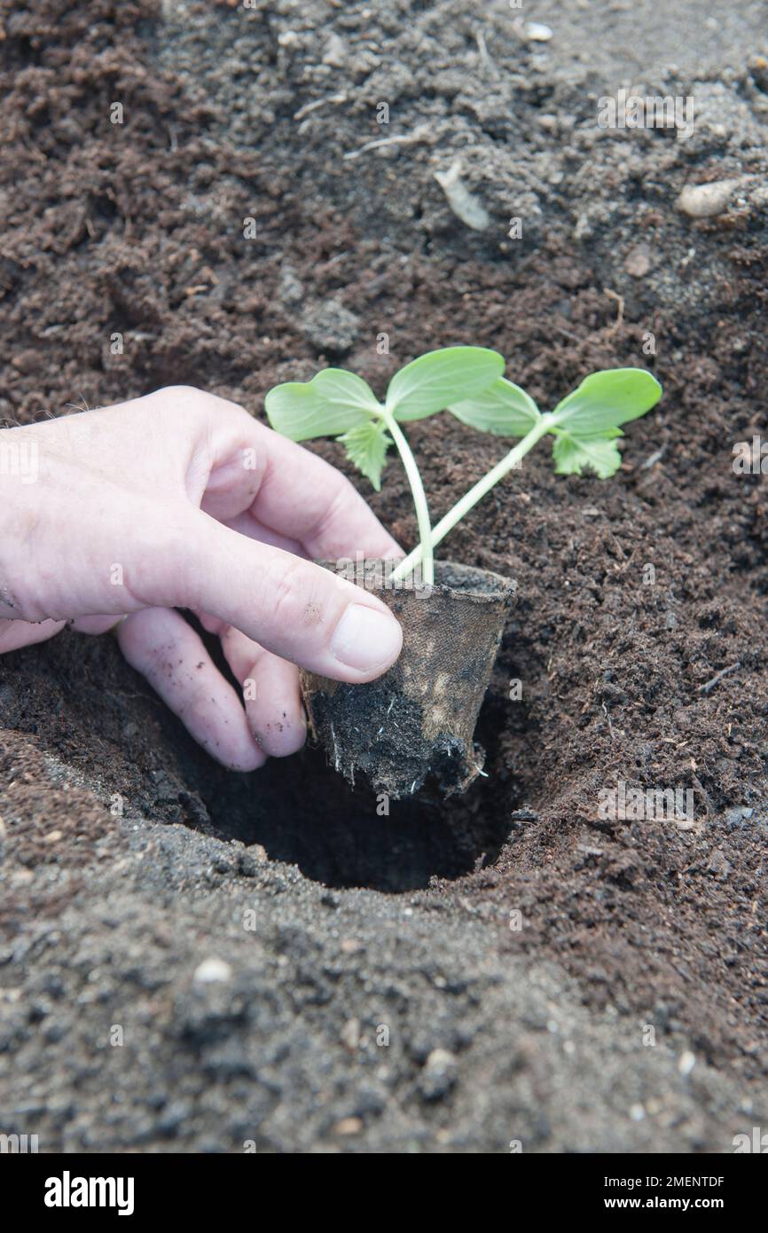 vegetable seedling, biodegradable pot, peat pot, roots, fibre pot
