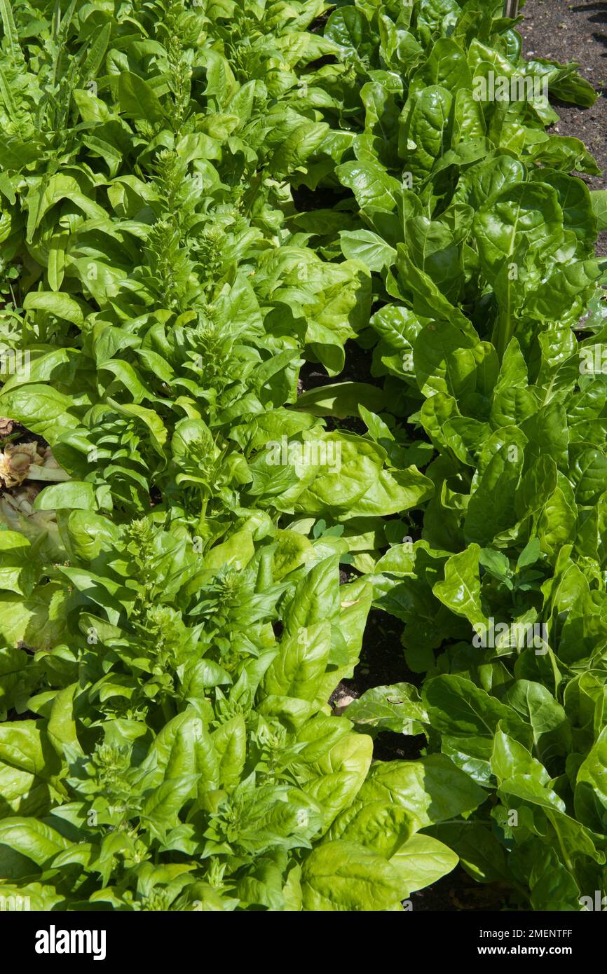 spinach, leaf crop, bolting, run to seed Stock Photo Alamy