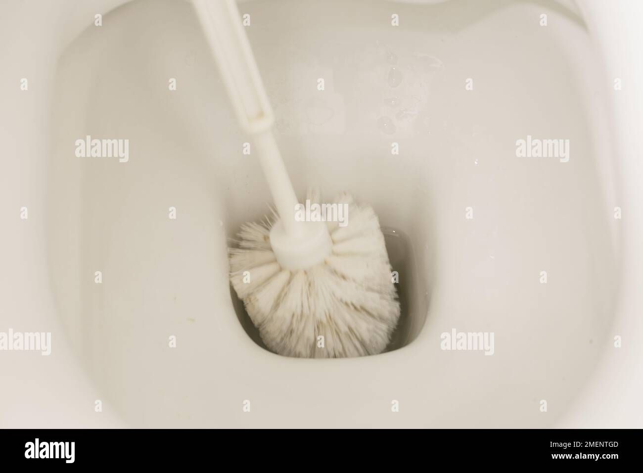 meticulously-cleaned white toilet bowl scrubbed by a gloved hand utilizing a small brush Stock Photo