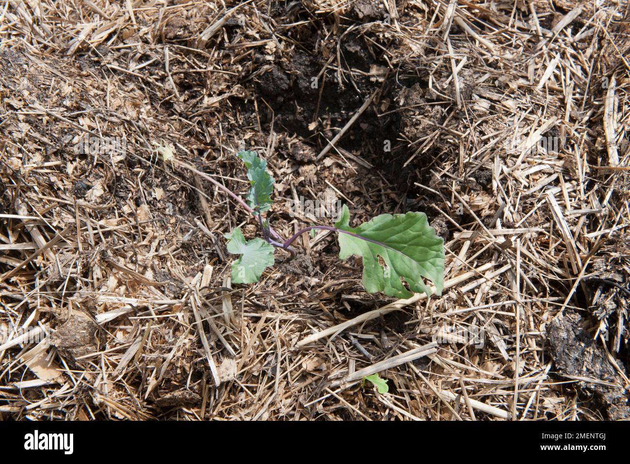 kale seedling, planting out, mulch, straw mulch, hollow, earthing up