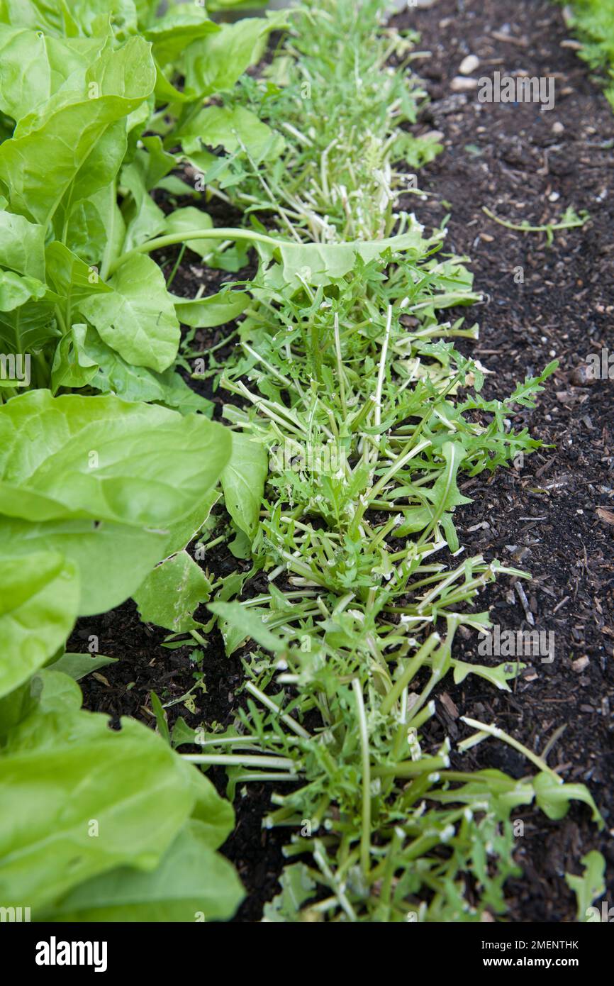 rocket, lettuce, cut and come again, harvested, regrowth, leaf crop