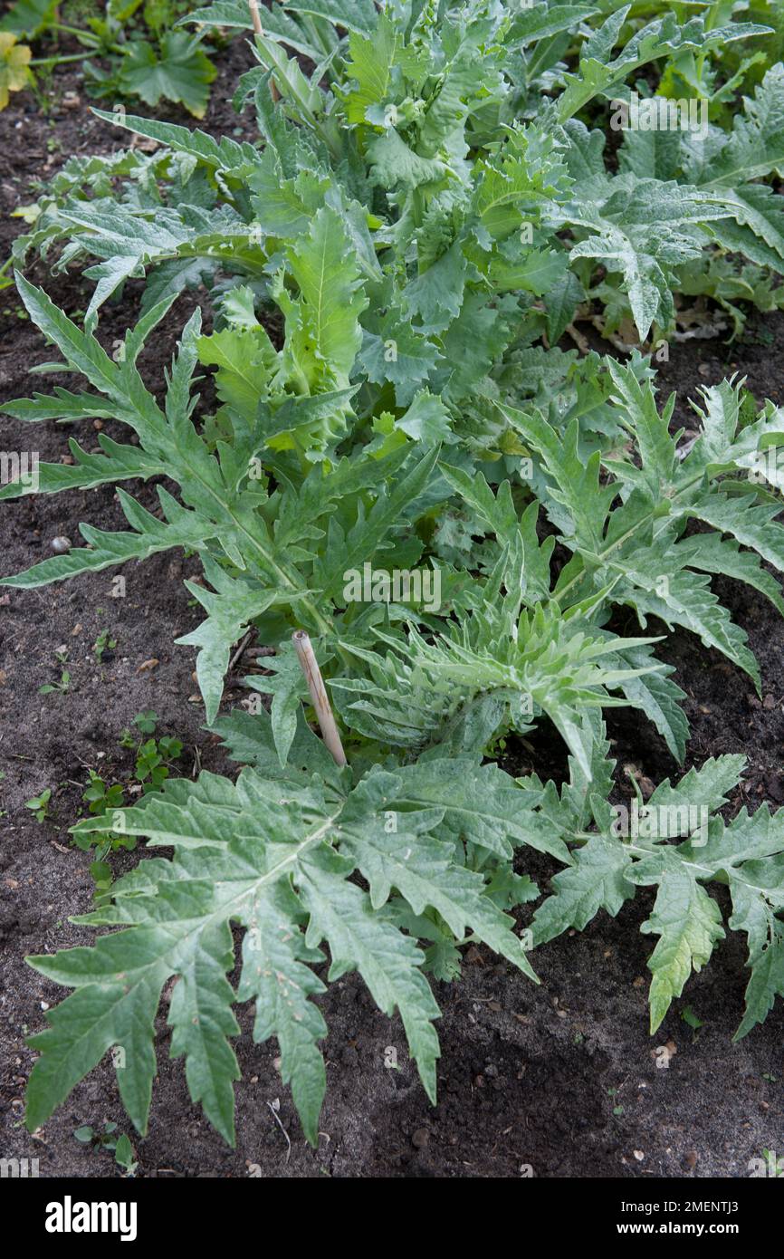 globe artichoke plants, perennial vegetable, architectural, silver