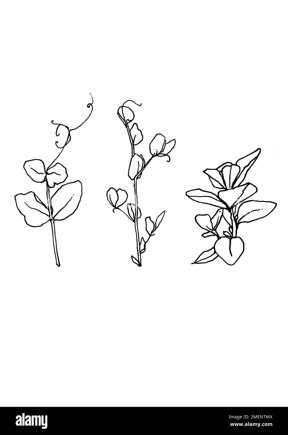 line drawing bean and pea shoots Stock Photo Alamy