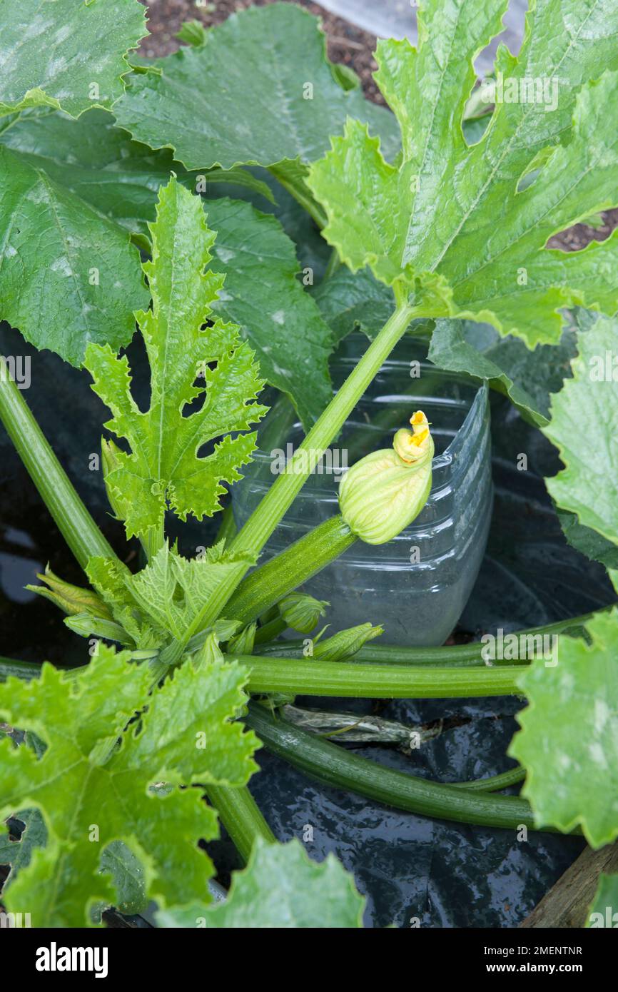courgette, courgette plant, courgette flower, reservoir, plastic mulch