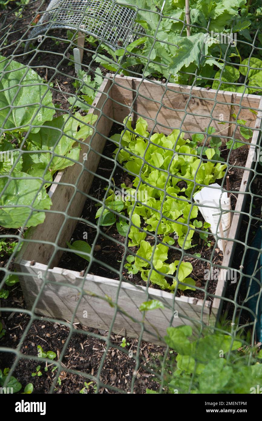 lettuce seedlings, direct sown, crop protection, bird netting