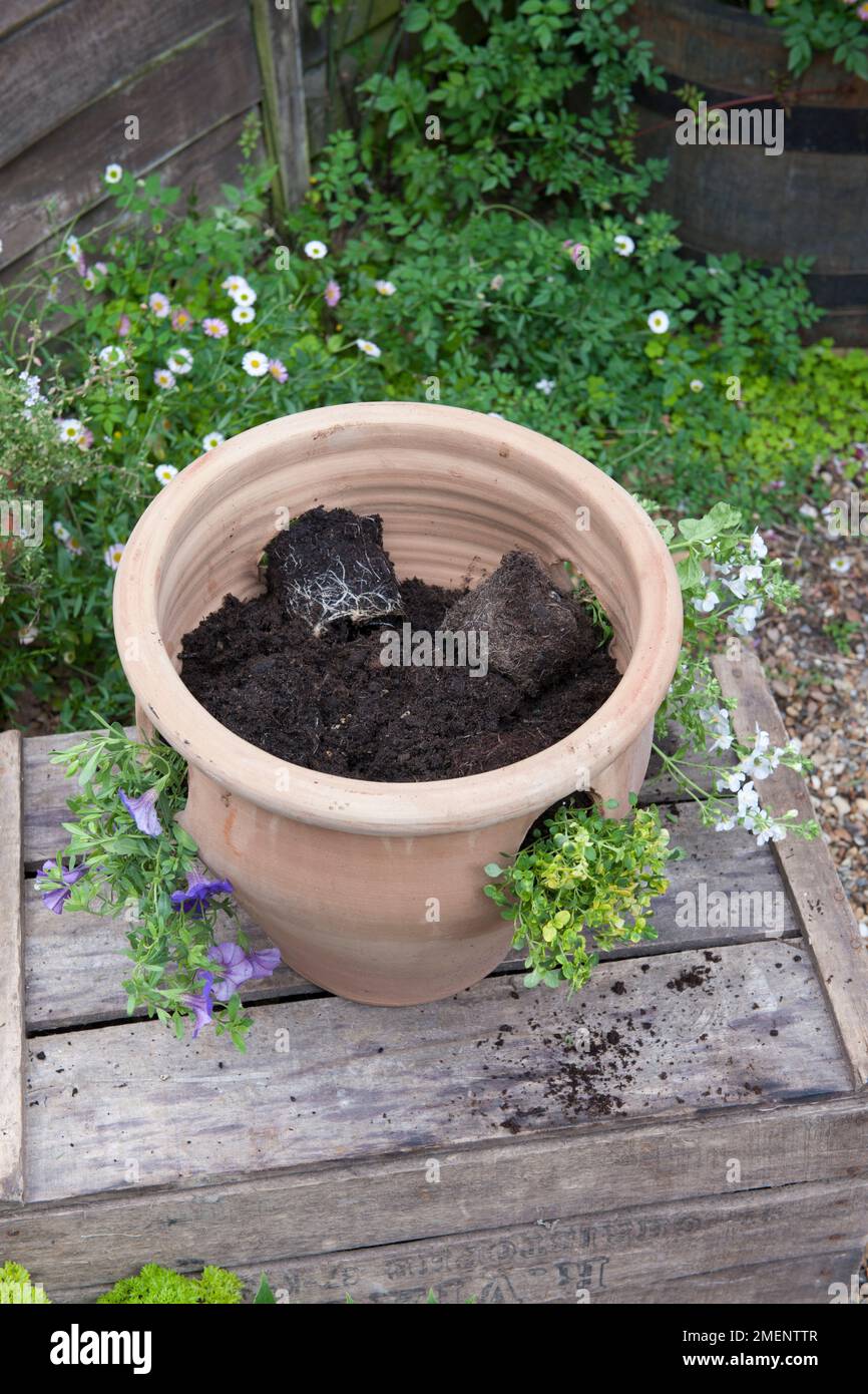 Planting a herb pot plants inserted in holes around the sides Stock