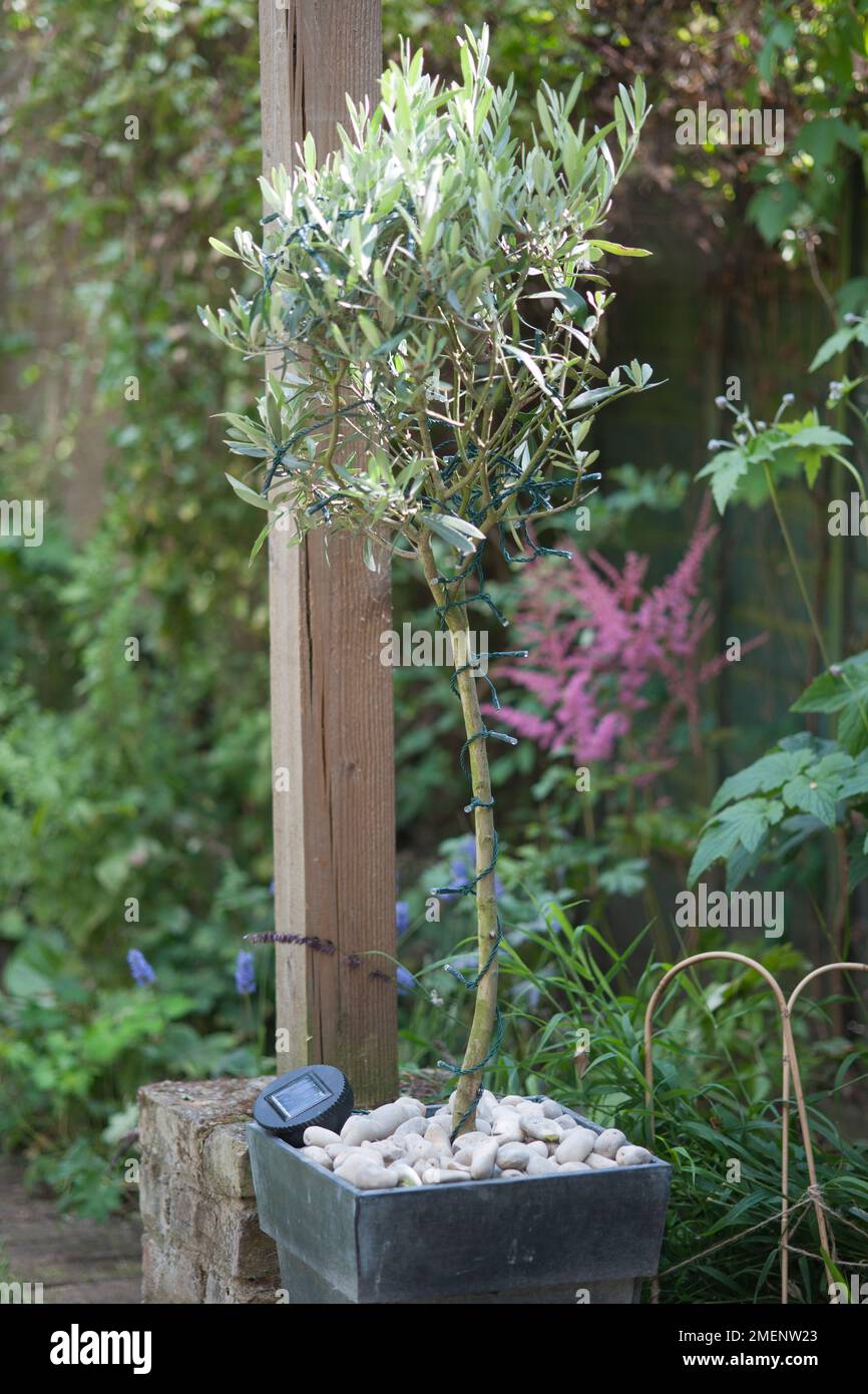 Potted olive tree positioned by one leg of a pergola decorated with a string  of solar powered LED lights Stock Photo - Alamy