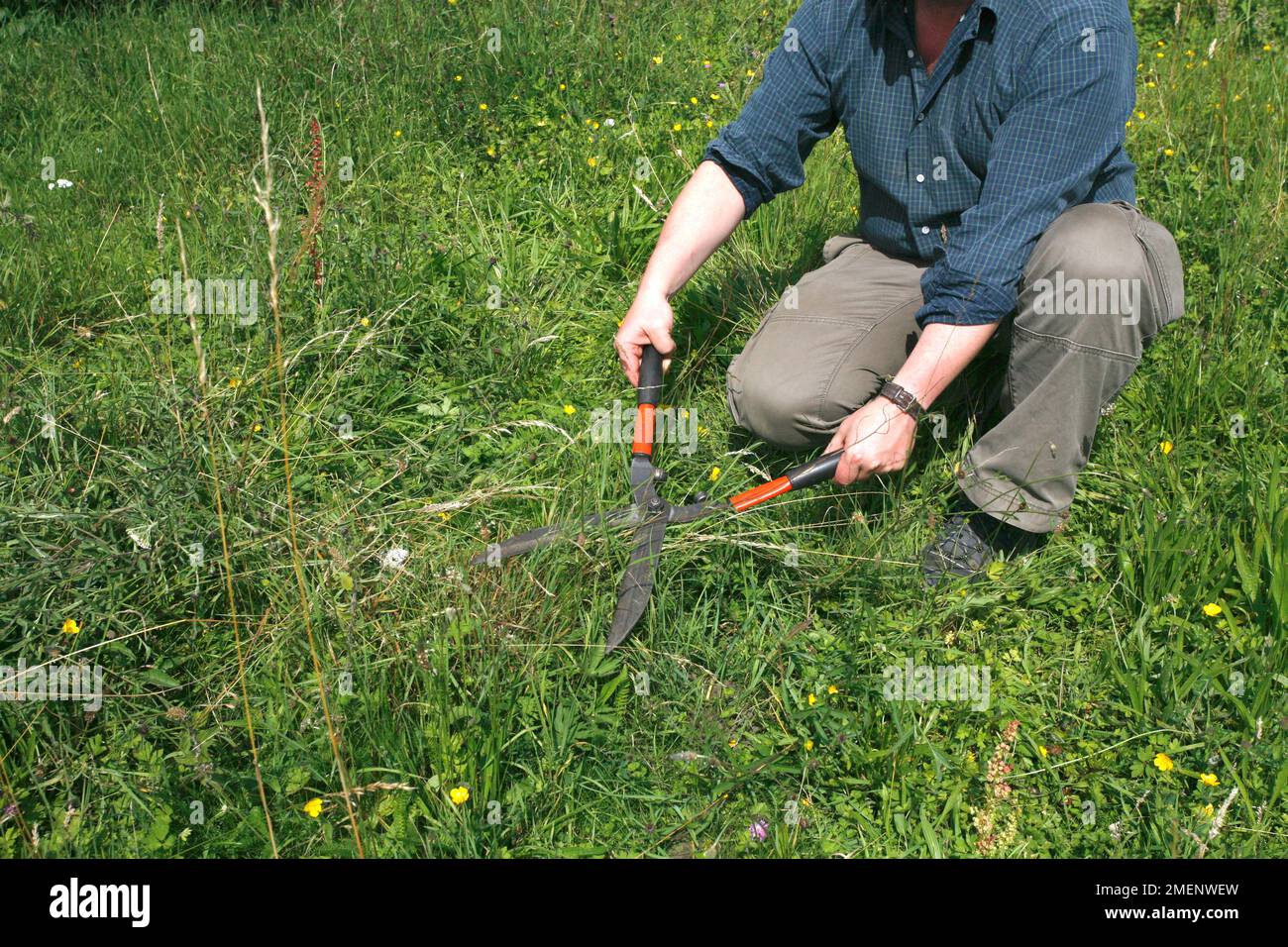 Man cutting grass with shears Stock Photo