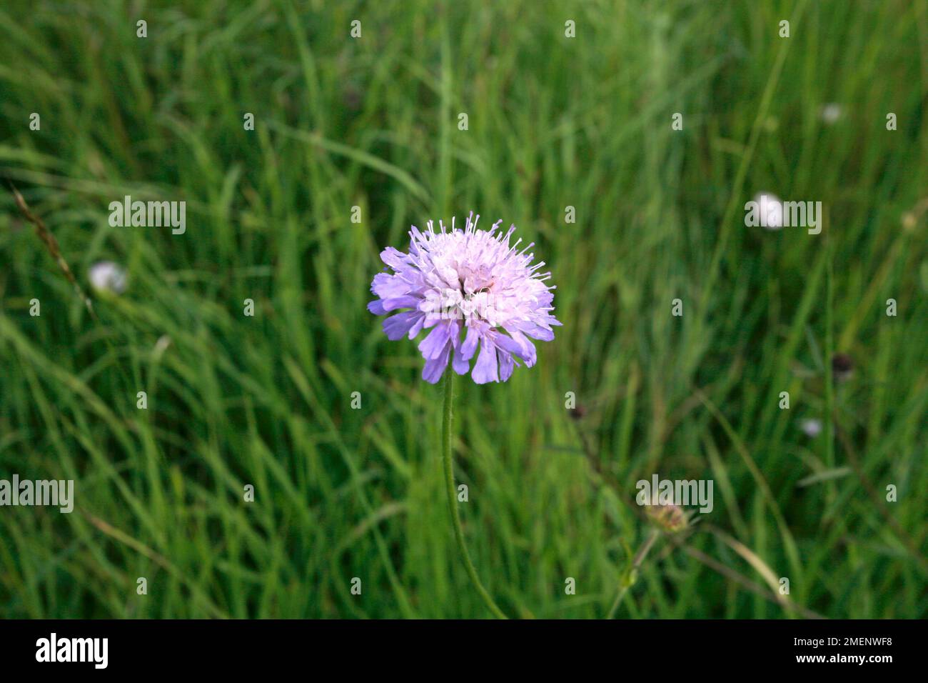 Knautia arvensis (Field Scabious), purple wildflower in meadow, close-up Stock Photo