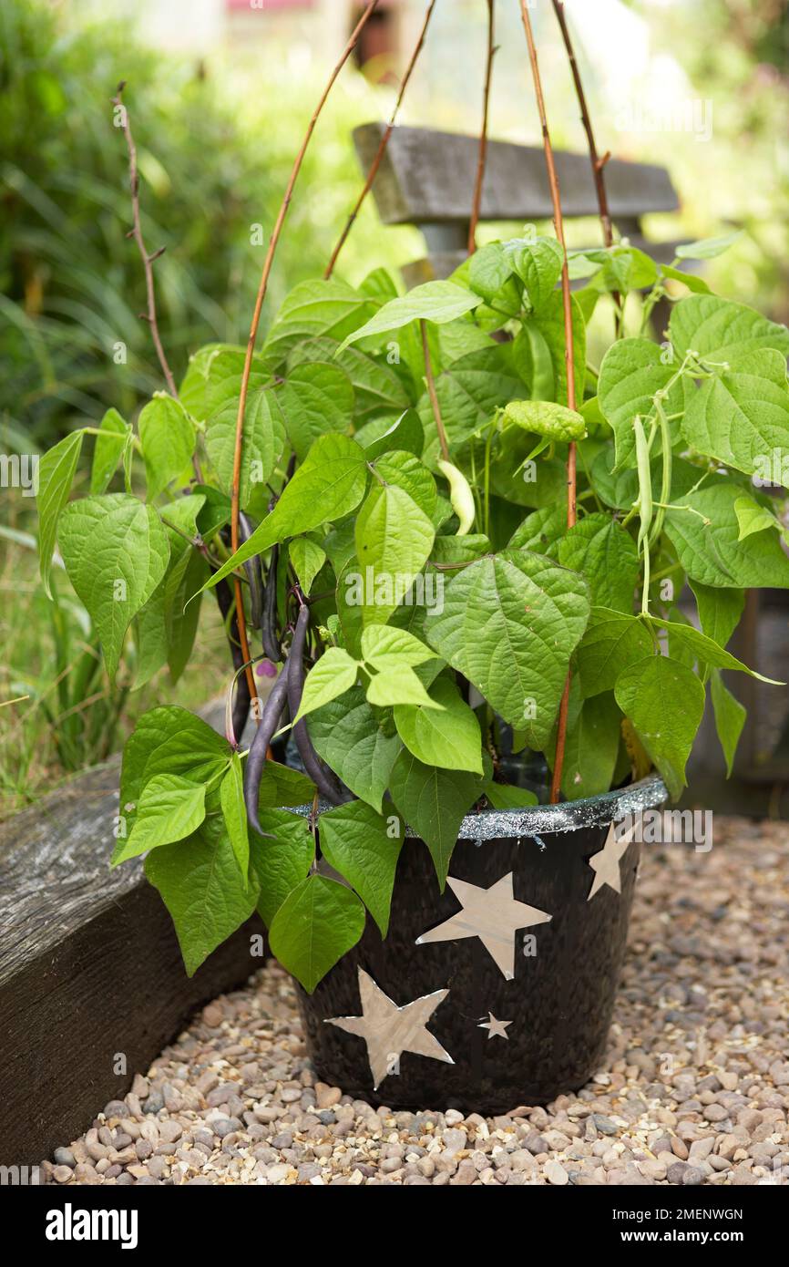 Runner beans growing in plant pot Stock Photo Alamy
