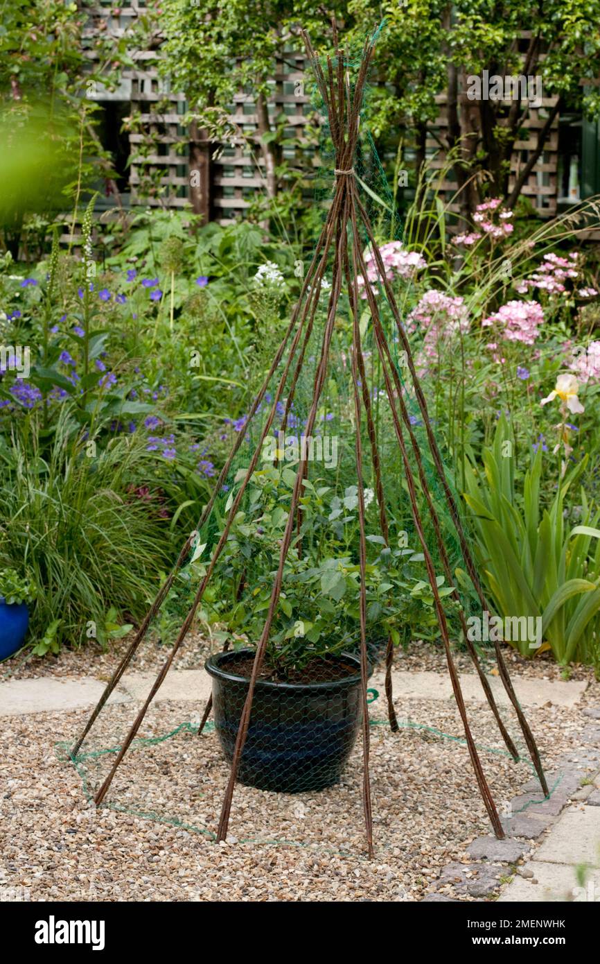 Planting a blueberry plant in glazed terracotta pot; adding a wigwam of canes and netting to protect from birds Stock Photo