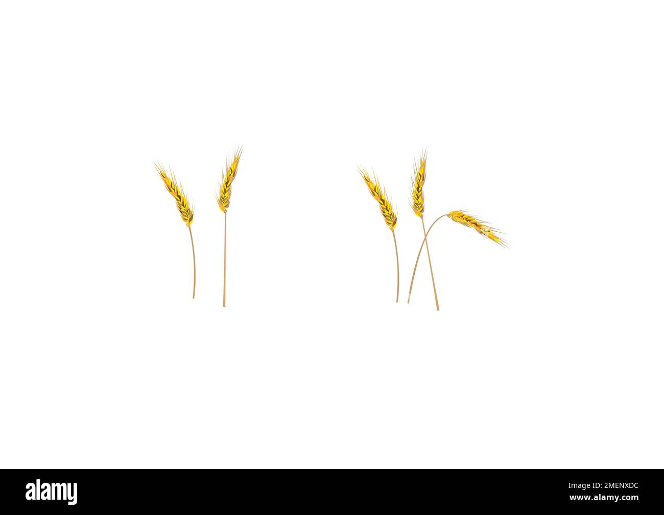 Corn illustration hi-res stock photography and images - Alamy