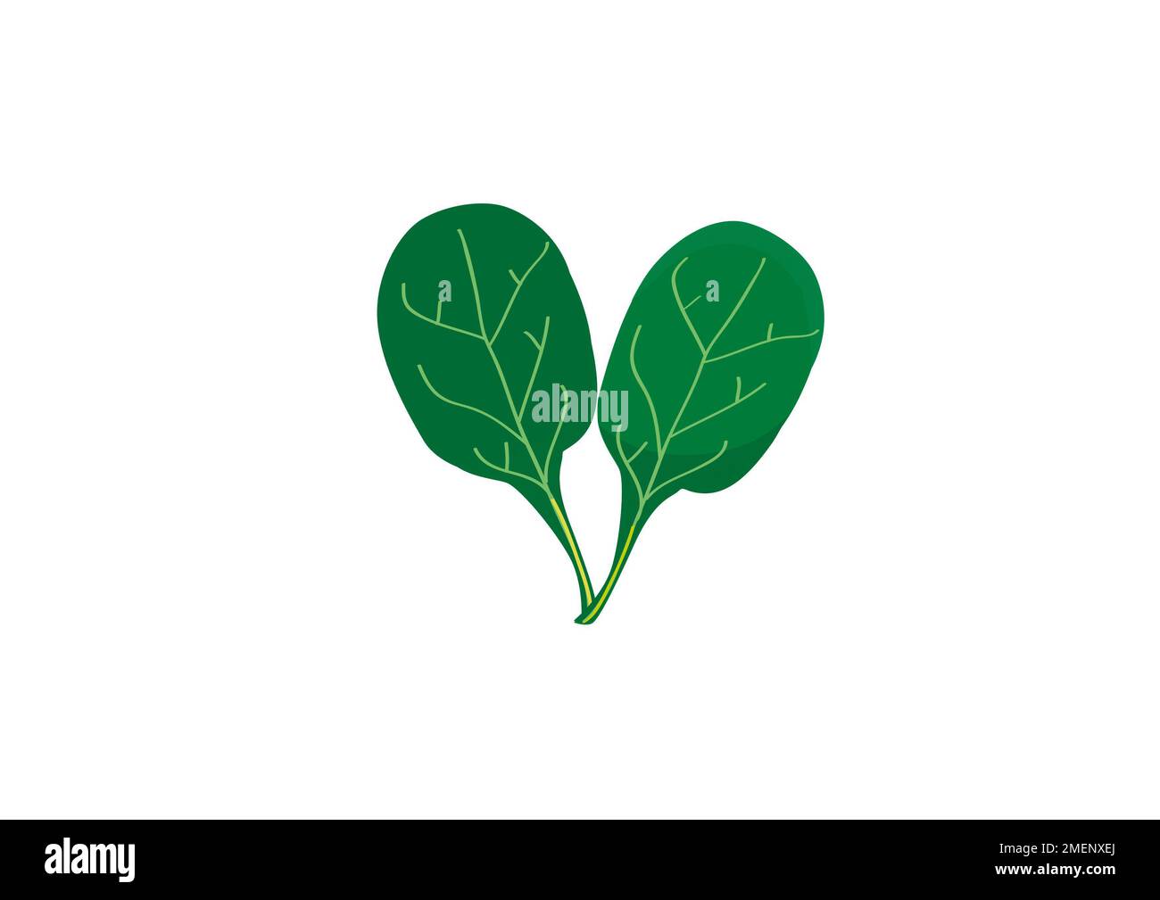 Illustration of basil leaves Stock Photo